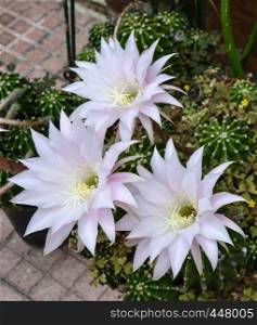 Easter lily cactus with flowers 4