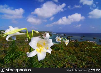 Easter lily,Higashihennazaki