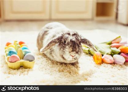 Easter rabbit in the room on a carpet with colorful eggs. Easter rabbit in the room