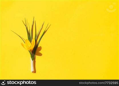 Easter scene with crocus flower over illuminating yellow background. Easter scene with white eggs