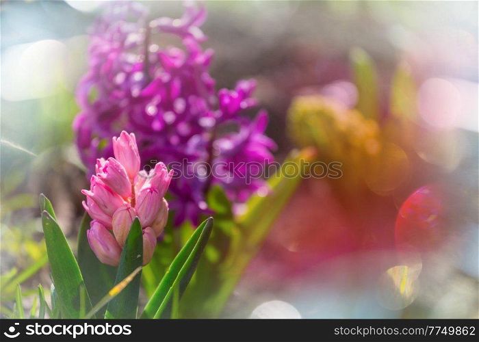 easter spring background -hyacinth in garden