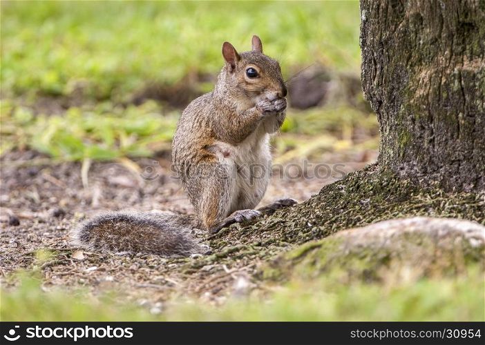 Eastern gray squirrel at base of oak tree eating acrons
