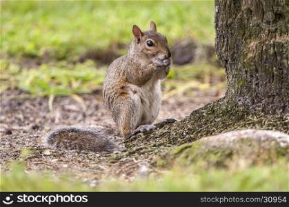 Eastern gray squirrel at base of oak tree eating acrons