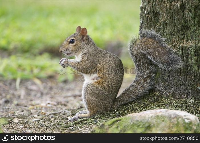 Eastern Gray Squirrel by tree trunk