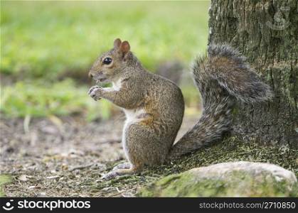 Eastern Gray Squirrel by tree trunk