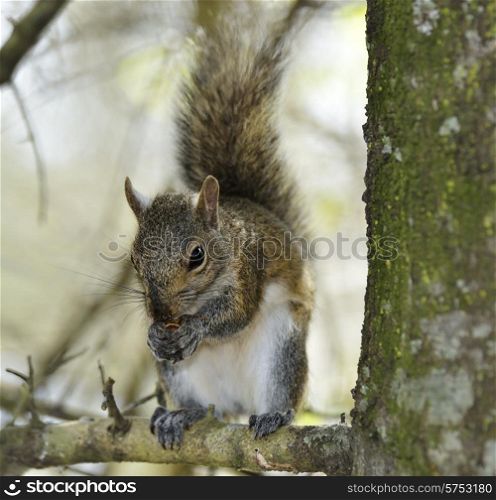 Eastern Gray Squirrel In Florida Wetlands