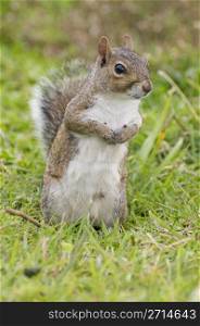 Eastern Gray Squirrel on green grass. Eastern Gray Squirrel