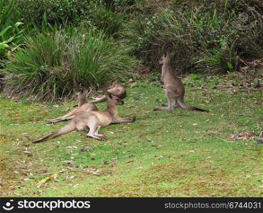Eastern Grey Kangaroo, Macropus giganteus. Eastern Grey Kangaroos, Macropus giganteus, relax on grass