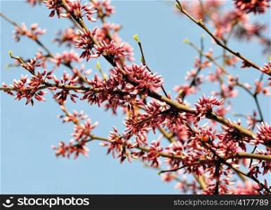 Eastern red bud tree in a spring