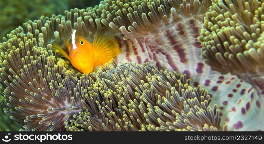 Eastern Shunk Anemonefish, Amphiprion sandaracinos, Magnificent Sea anemone, Ritteri anemone,Heteractis magnifica, Lembeh, North Sulawesi, Indonesia, Asia