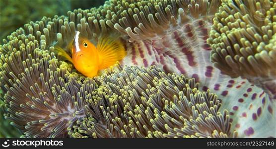 Eastern Shunk Anemonefish, Amphiprion sandaracinos, Magnificent Sea anemone, Ritteri anemone,Heteractis magnifica, Lembeh, North Sulawesi, Indonesia, Asia