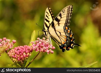 Eastern tiger swallowtail butterfly feeding