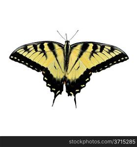 Eastern Tiger Swallowtail Butterfly Isolated On White
