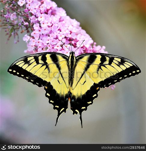 Eastern Tiger Swallowtail Butterfly On A Purple Butterfly Bush