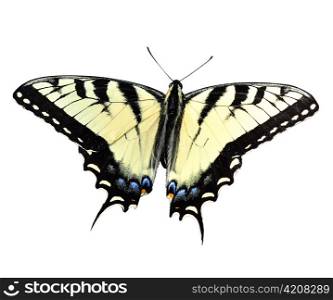 Eastern Tiger Swallowtail Butterfly on white