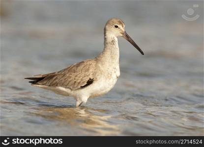 Eastern Willet in shallow water at beach. Eastern Willet