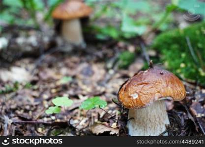 eatable mushrooms boletus growing in forest