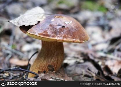 eatable mushrooms boletus growing in forest