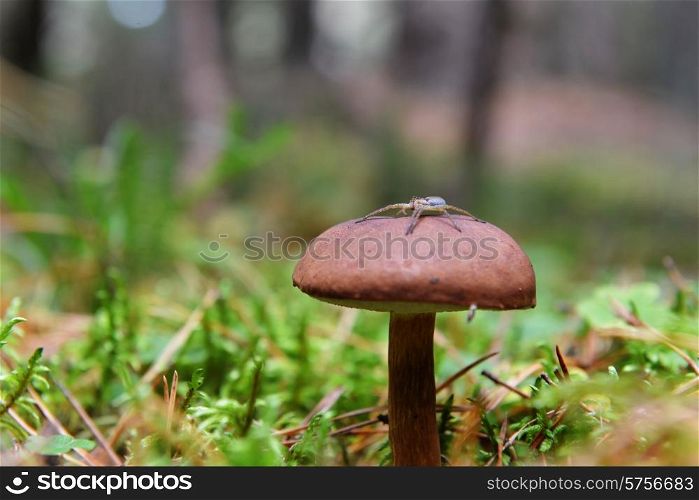 eatable mushrooms growing in autumn forest