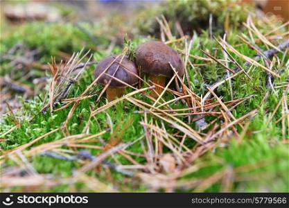 eatable mushrooms growing in autumn forest