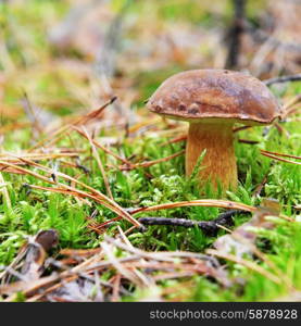 eatable mushrooms growing in autumn forest