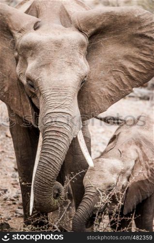 Eating African Elephant with her baby in the Kruger National Park, South Africa.