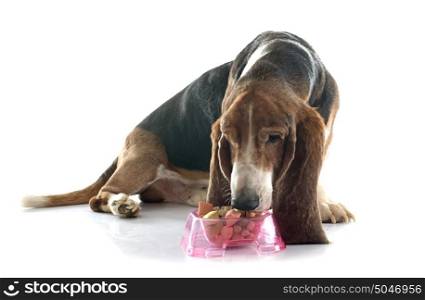eating basset hound in front of white background