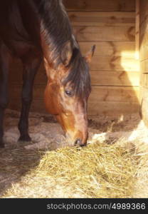 eating bay horse in stable box