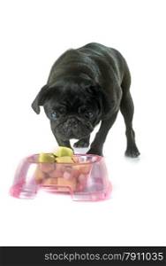 eating black pug in front of white background