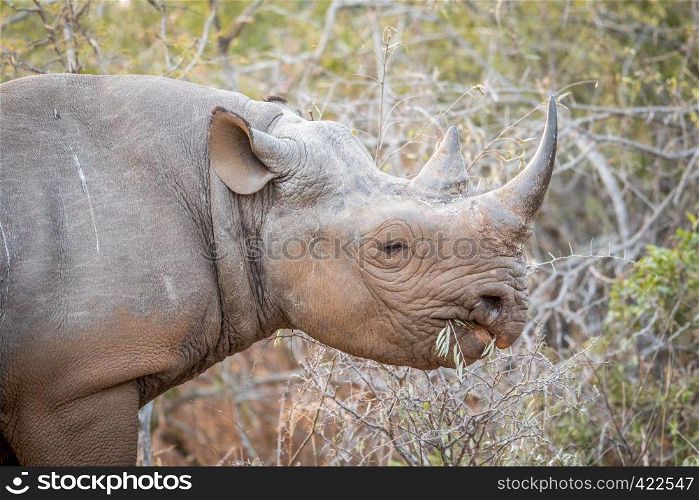 Eating Black rhino in the Kruger National Park, South Africa.