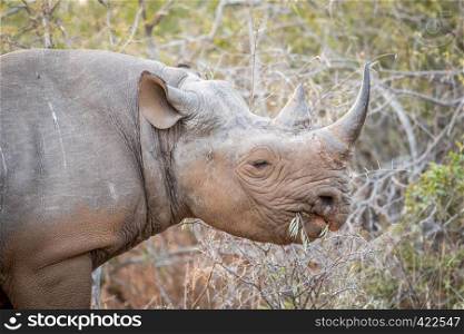Eating Black rhino in the Kruger National Park, South Africa.