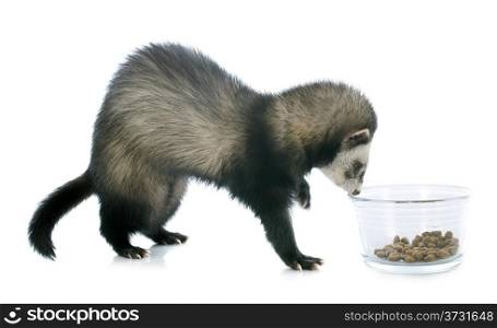eating brown ferret in front of white background