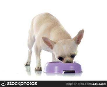 eating chihuahua in front of white background