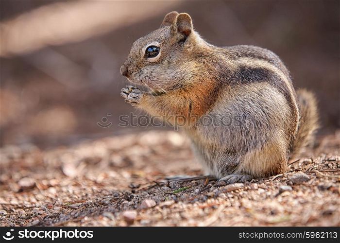 eating colorado chipmunk in the Rocky Mountain National Park, USA