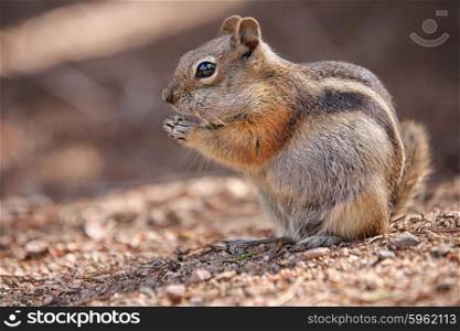 eating colorado chipmunk in the Rocky Mountain National Park, USA