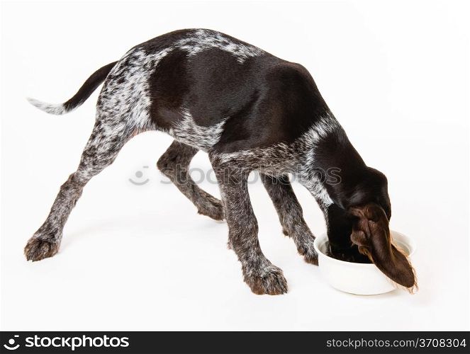 Eating German wire-haired pointer puppy, 12 weeks old, white background