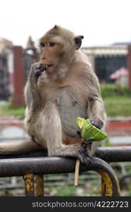 Eating monkey with green fruin in Thailand