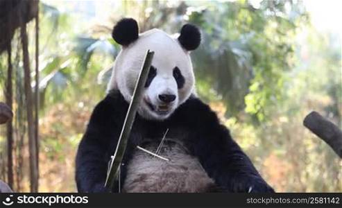 eating panda.