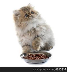 eating persian kitten in front of white background