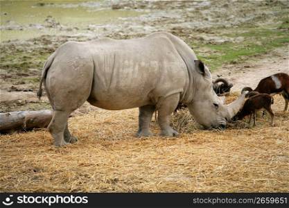 Eating rhino eating african rhinoceros stand up