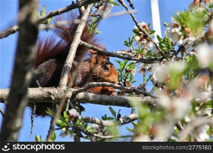 eating squirrel in the branches of an almond