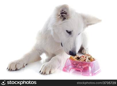 eating White Swiss Shepherd in front of white background