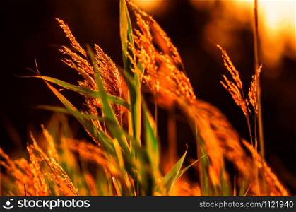 eautiful view of the plants on a field captured during the sunset