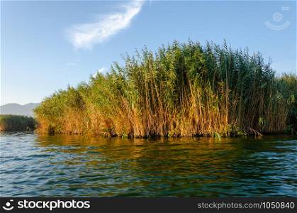 Eber Lake and reeds in the Afyonkarahisar / Turkey, landscape