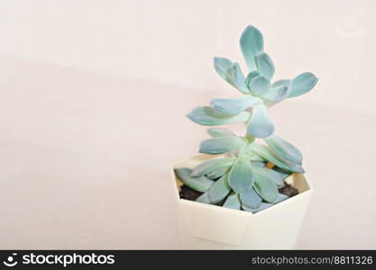 echeveria plant in a pot on a table. copy space. home succulents, hipster decor. echeveria plant in a pot on a table. copy space. home succulents, hipster decor. 