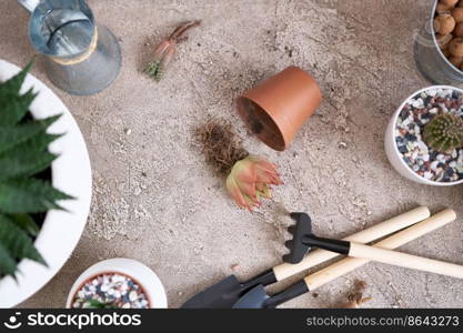 Echeveria Succulent Plant with roots ready for transplanting.. Echeveria Succulent Plant with roots ready for transplanting