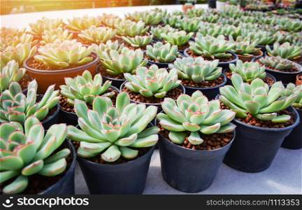 Echeveria Succulent plants in pot in the garden nursery cactus farm agriculture