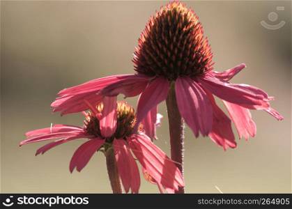echinacea pink medicinal flower blossom close up. echinacea flower close-up