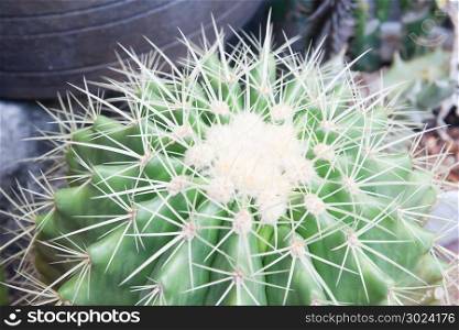 Echinocactus, Golden Barrel Cactus, close up