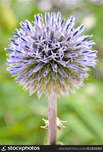 Echinops - globe thistles plant in summer time